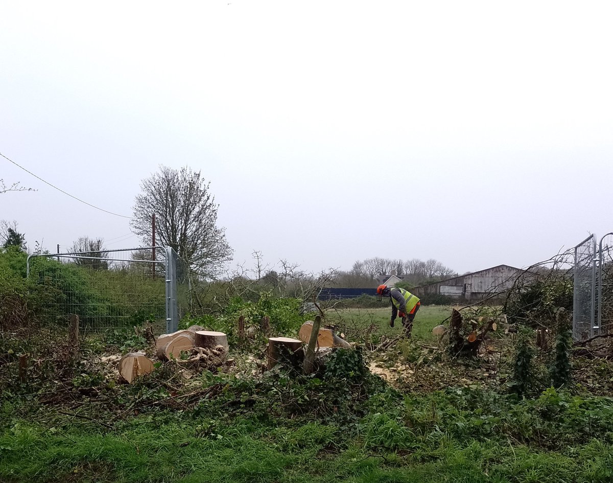 Despite being the start of the nesting season, multiple examples of active tree felling and hedge clearance underway today at Cosmeston farm. Seems at odds with T&C Act..? #ecoside #silentspring @PenarthCouncil @VOGCouncil @SaveCosmeston @CoedCadw @RSPBCymru @CardiffCivicSoc