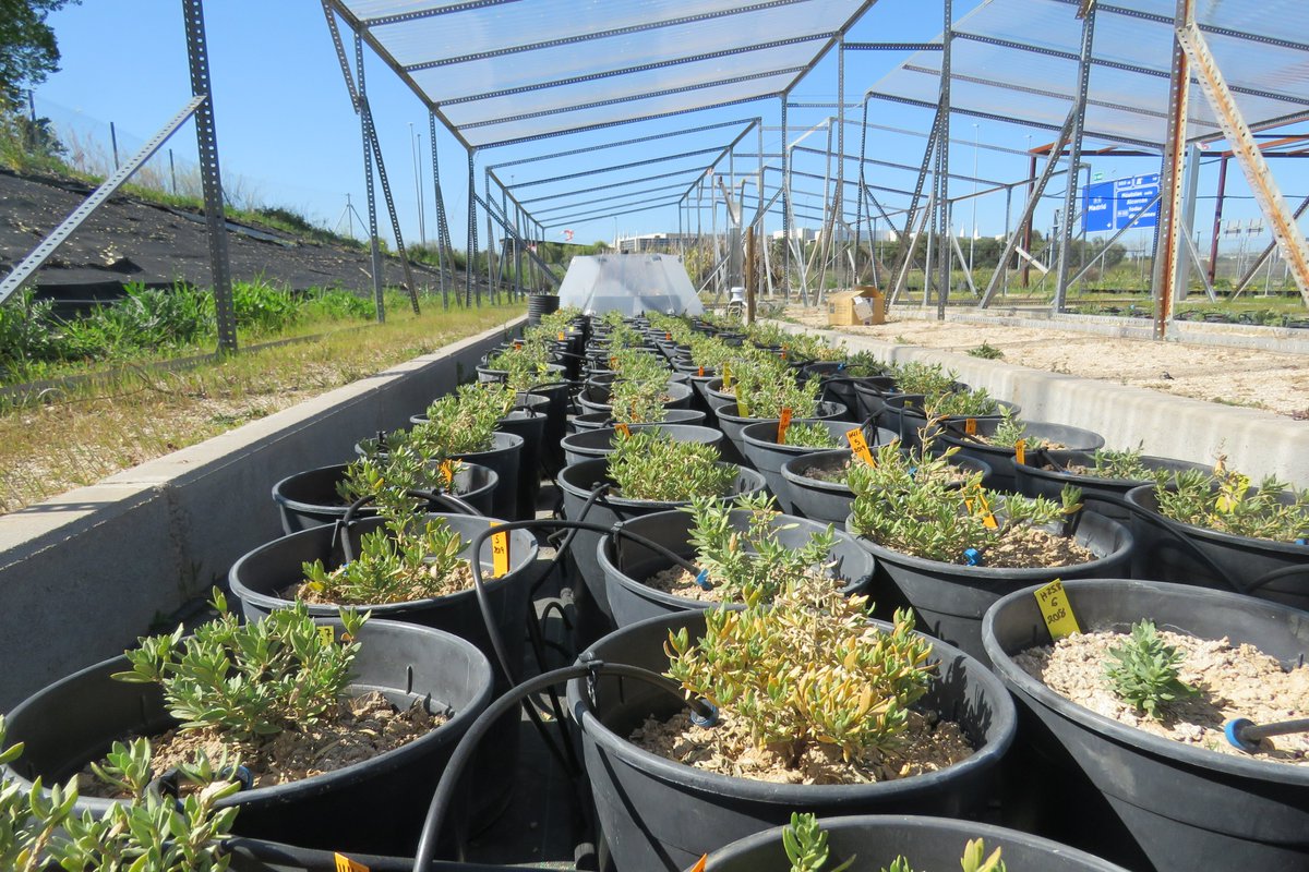 Enhorabuena a la #biodiversa <a href="/MarinaRM_gypsum/">Marina Ramos Muñoz</a> x el artículo publicado en <a href="/annbot/">Annals of Botany</a> "Transgenerational plasticity to drought: contrasting patterns of non-genetic inheritance in two semi-arid Mediterranean shrubs" y parte de su #TesisDoctoral <a href="/URJCcientifica/">URJCcientifica</a>  academic.oup.com/aob/advance-ar…