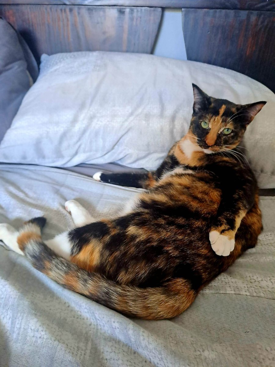 Pretty sure this is her dating profile pic. 📸 🤣
Photo by Colette Conradie.
#funnycats #CatsOfTwitter #CatsLover #CatsOfX #catsofinstagram #kitty #funnykitty #cutecats #cute #ViralCats