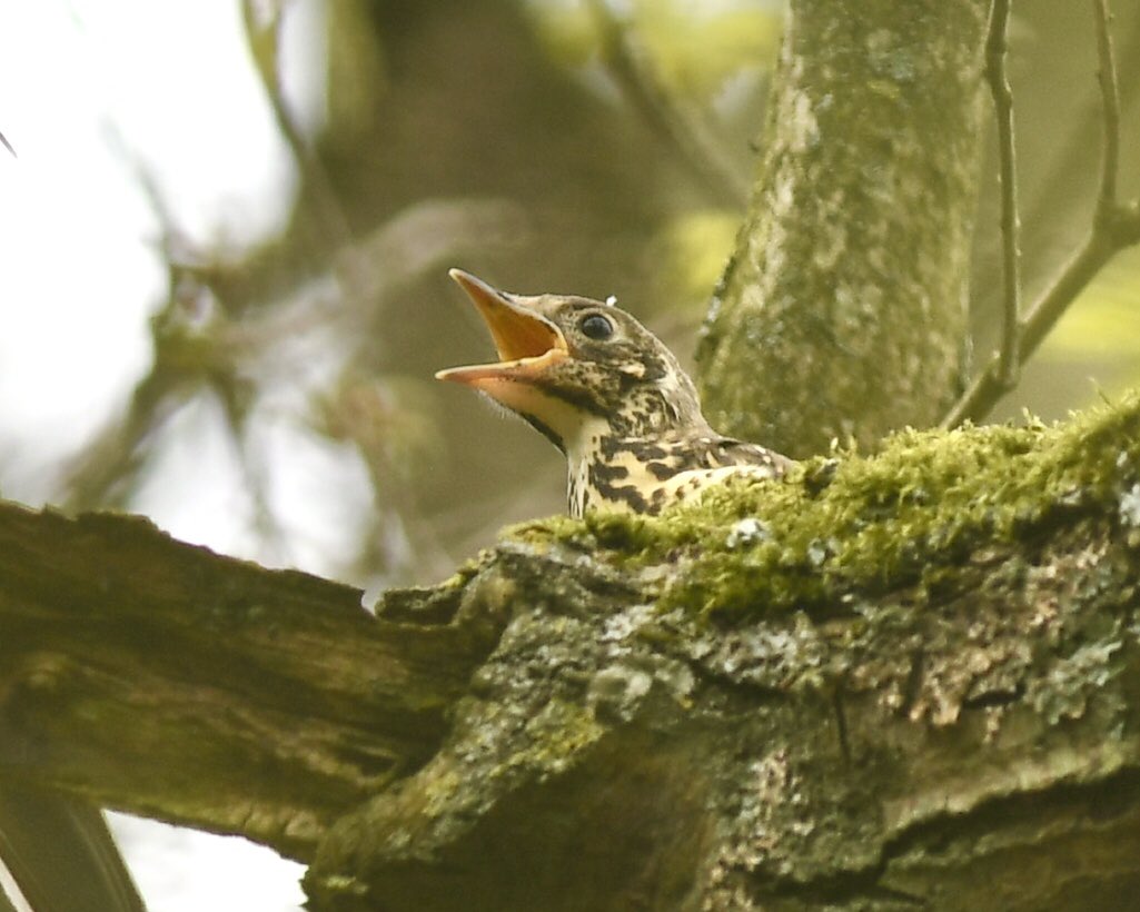 Mistle Thrush with a mouth to feed in Crystal Palace Park. One surviving chick from two nests