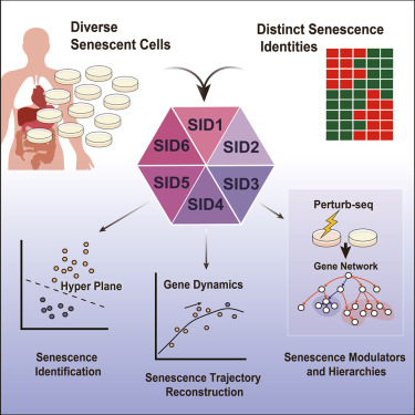 New! Online now: Single-cell senescence identification reveals senescence heterogeneity, trajectory, and modulators dlvr.it/T5KfwF