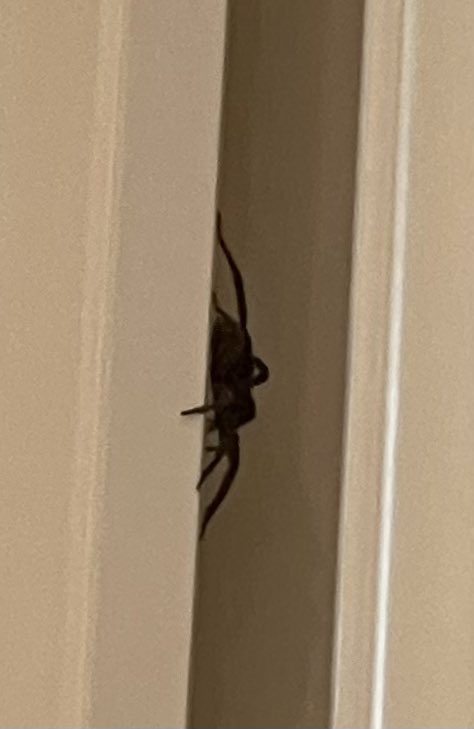 Need some help with #spideridentification Saw this guy in my house just now; before I welcome him, want to make sure he’s harmless (course he doesn’t look it). FYI I live in PA.