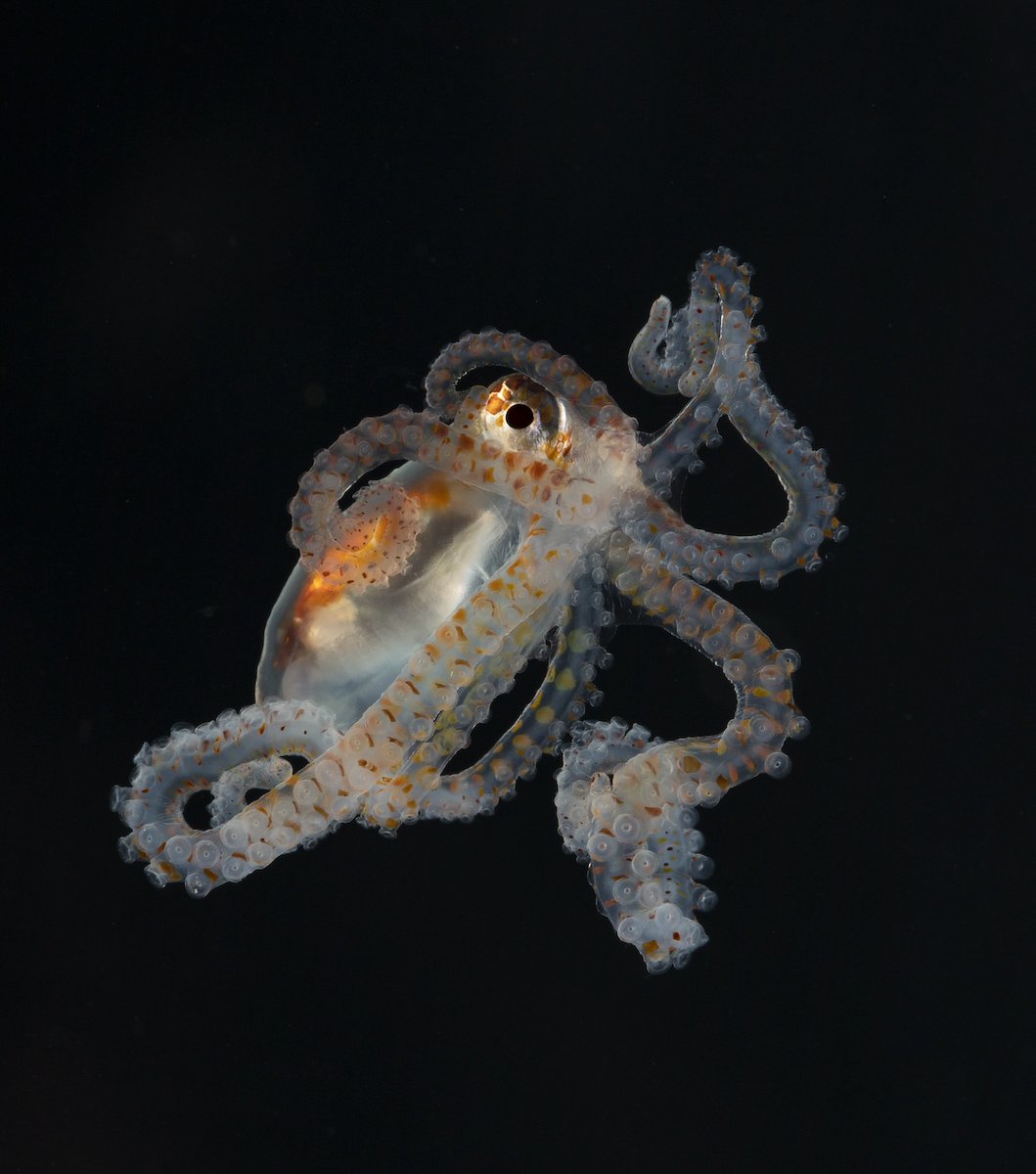 🐙 This juvenile Atlantic longarm #octopus was collected during a 2018 #OceanTwilightZone research cruise. Nicknamed “Boo” by researchers on board, it was later released back to the ocean. 📸 by Paul Caiger © #WHOI #WeirdOcean #KeepItWeird