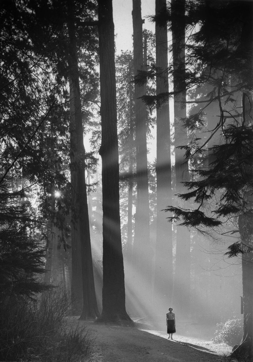 Happy National Sibling's Day. Share your sibling story in the comments. Images: The Seven Sisters trees in Stanley Park Ref. codes: Tr P49 [ca. 1921] Ref. code: CVA 260-8 [ca. 1928] Ref. code: CVA 586-4988 (1940) ow.ly/tZT250QGp5o #nationalsiblingsday #StanleyPark