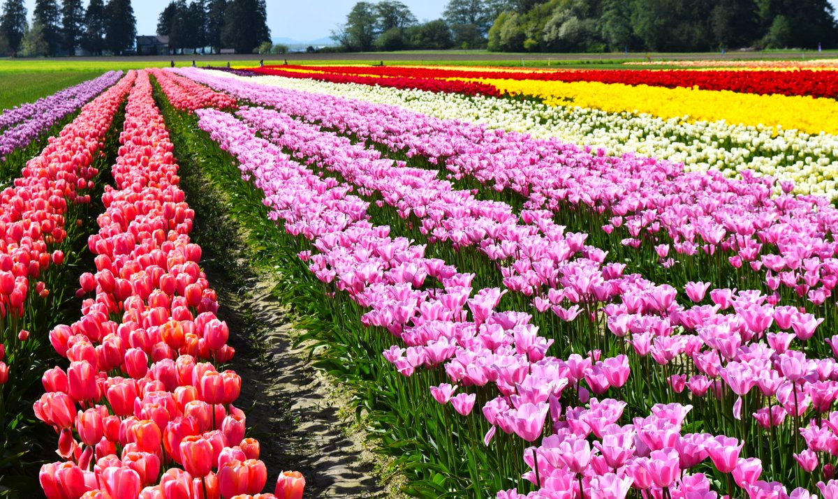 Driving around the fields during the Skagit Valley Tulip Festival? Do your part to reduce air pollution: Don't idle vehicle engines! Consider taking public transit! Clean air helps flowers thrive and grow, just like us! Take care of #TheAirWeBreathe AND those pretty flowers!