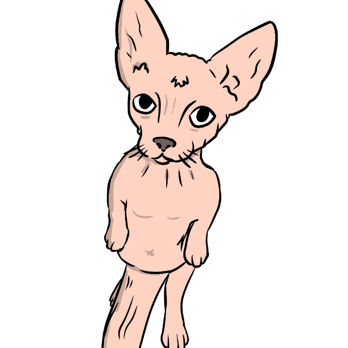 PHAT COCK CAT tweet media