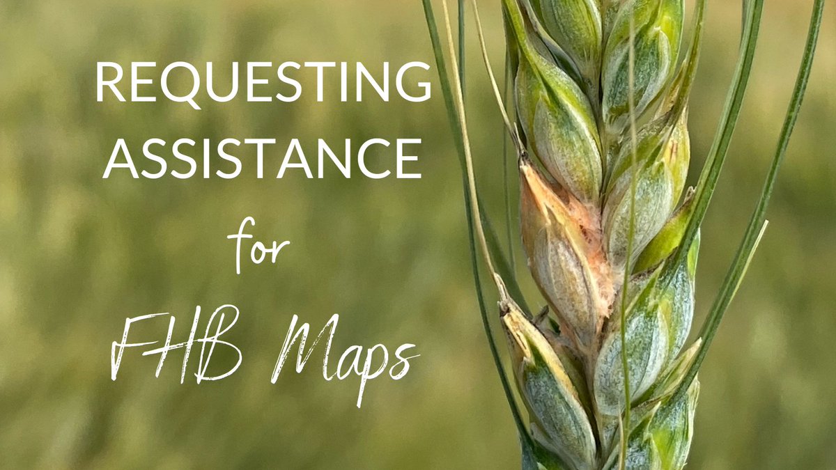 SaskWheat's tweet photo. 📢 In collaboration with the U of M, prairie cereal commissions, and provincial governments, we are requesting assistance to enhance Saskatchewan Fusarium Head Blight maps🌾 @SaskBarley @SKAgriculture 

https://t.co/MHFq8A89Zy https://t.co/fpvLjWdqia