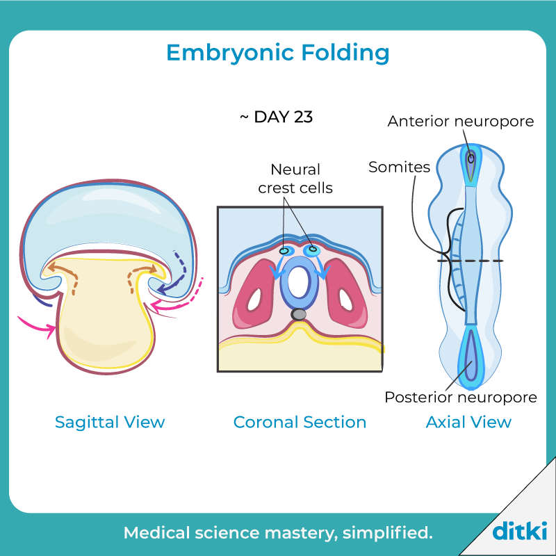 Watch our tutorials unfold with a step-wise approach, and master this difficult topic! l8r.it/G4bf #ditki #usmle #meded #medschool #medstudent #embryology #usmletutorials #nursing #pance #physicianassistant #science #healthscience #nurse #premed #mcat