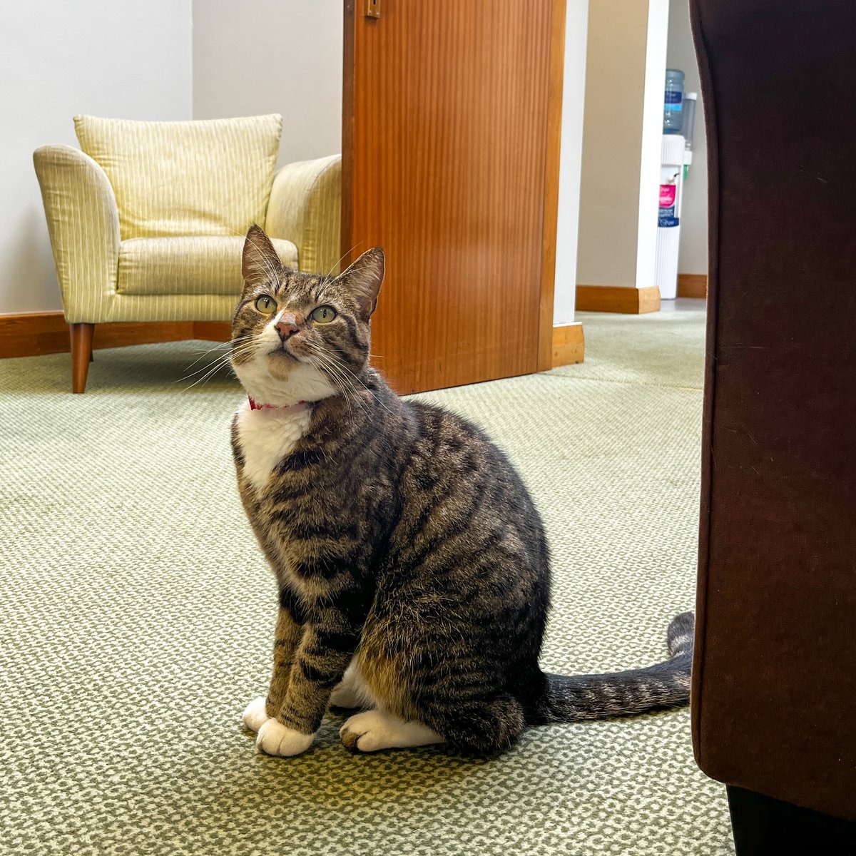 Introducing Boots the Crematorium Cat! 🐱 A former neighbour of our crematorium, Boots moved away but still returns - so much so that he appears on the staff page of the website! 🌟 Boot's owner regularly brings him home from his daily adventures too. We love this cat! 😻❤️