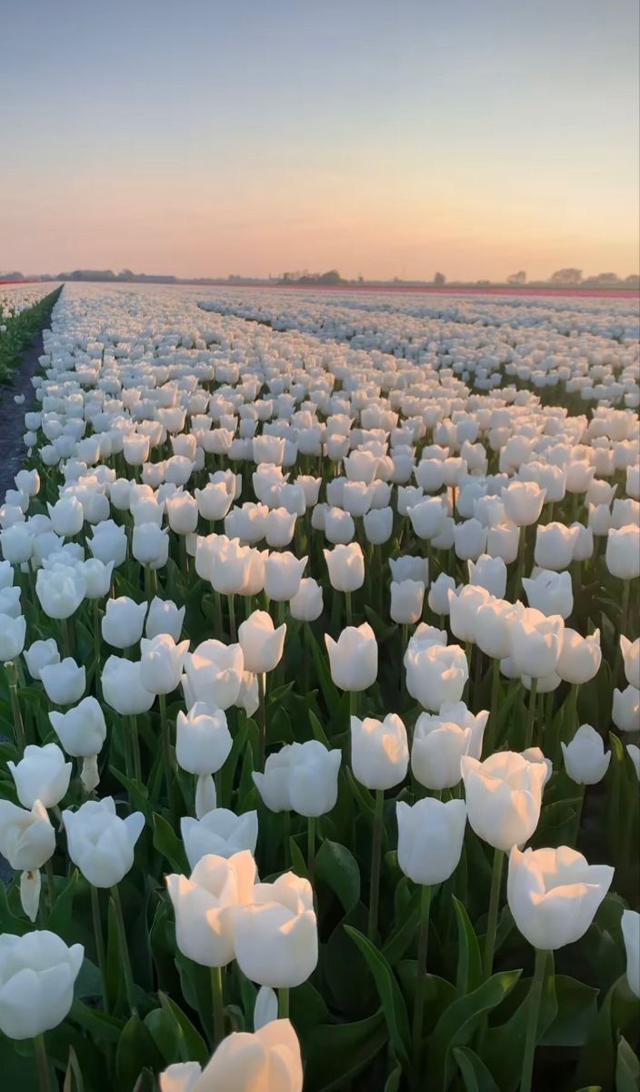 white tulip field