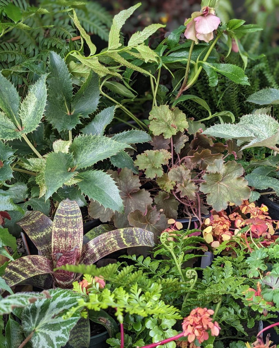 Our Monthly Plant Sale is this weekend! Saturday & Sunday, April 13-14, 10am-4pm Main Gate, Botanical Garden Discover various shade plants including Haworthias, Helleborus, Ferns, Heucheras, grasses, and other eye-catching selections to light up that dark corner of your garden.