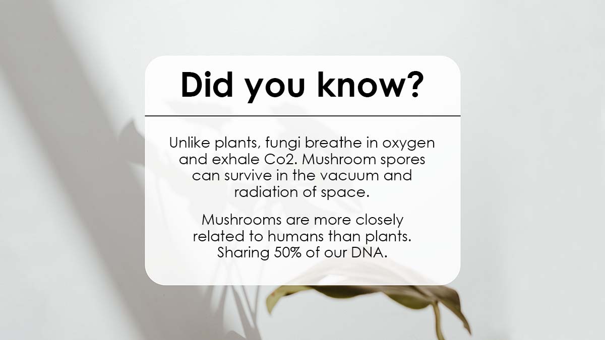 Did you know mushrooms share 50% of our DNA? They're practically family! 
What do you think?  

#royal_mushrooom #strawberryflavor #vegangummies #appleflavor #mushroombenefits