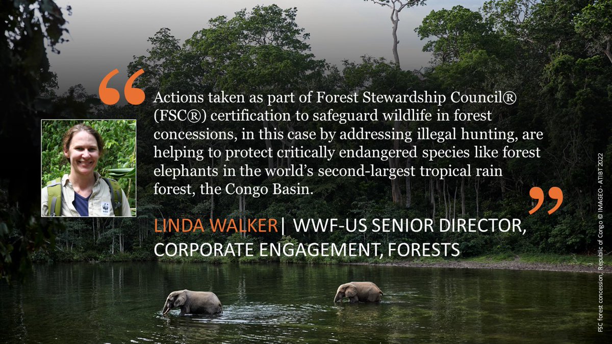 Critically endangered gorillas, forest elephants, and chimpanzees are better protected in FSC-certified forests than other logged forests in Congo Basin, a new study in @Nature shows. worldwildlife.org/stories/new-st… @FSC_IC