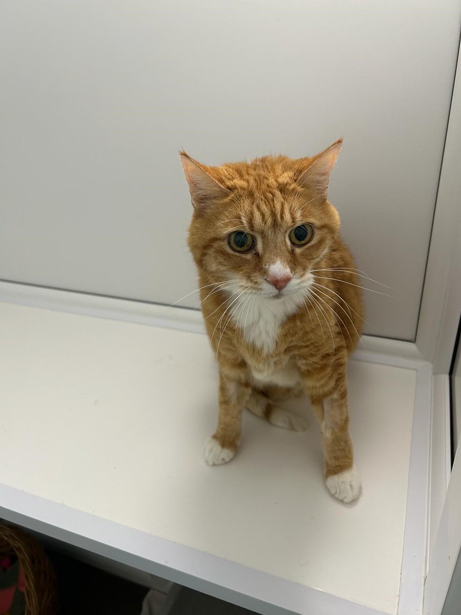 Meet Mickey!

Mickey came to us after his owner sadly passed away. As you can imagine he is finding the situation quite stressful so we need to find him a new home as soon as possible.

Could you be the one to take him in?

cats.org.uk/telford#adopt-…