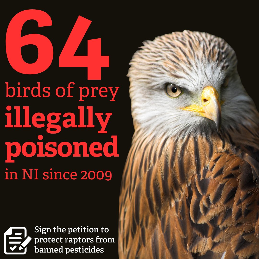 Did you know that banned, highly toxic pesticides are still being used to kill protected birds of prey in NI? Since 2009, 64 confirmed birds of prey have been illegally poisoned in NI, including 13 red kites and two white-tailed eagles which were found dead last year. (1/3)