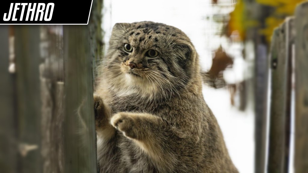 DailyMantle3's tweet image. Round 1 (Group I) - Vote for your favorite manul!