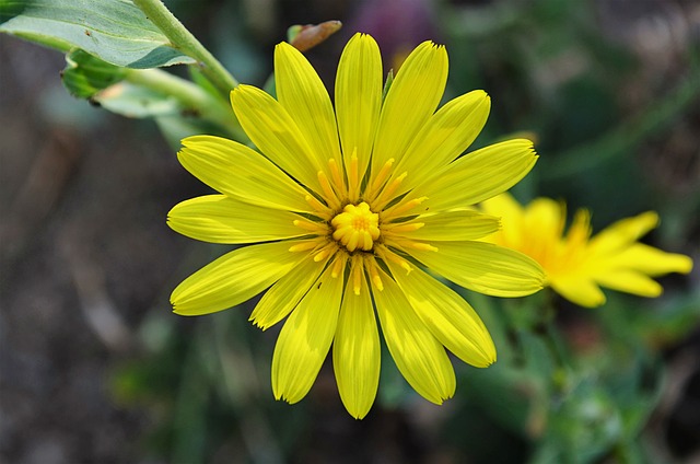 imattercomm's tweet image. Photo By kareni | Pixabay 
 #flower #flowerbackground #freewallpaper #photography #travelphotography #streetphotography #photographylovers #photographyislife