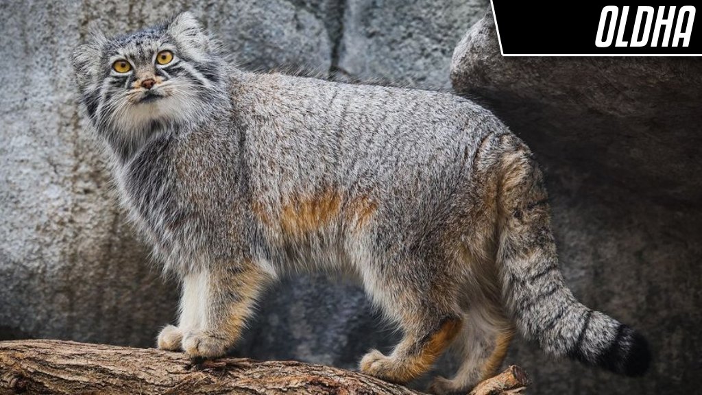 DailyMantle3's tweet image. Round 1 (Group I) - Vote for your favorite manul!