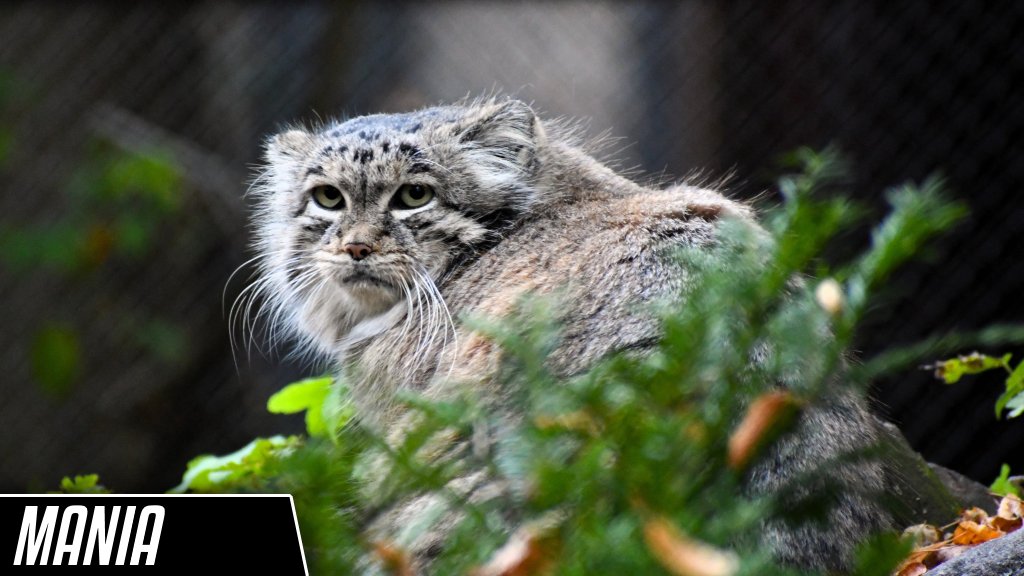 DailyMantle3's tweet image. Round 1 (Group I) - Vote for your favorite manul!