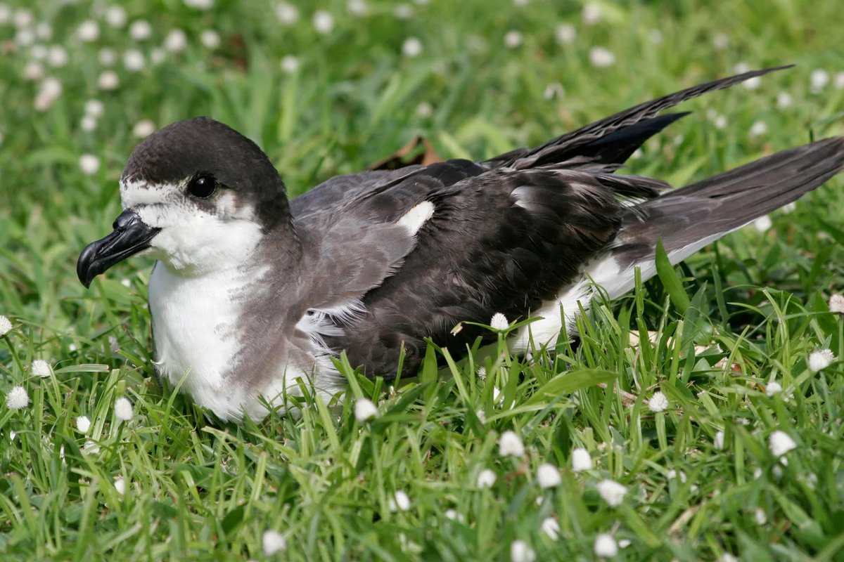 Thanks to #conservation efforts, a nesting area of the endangered native seabird to Hawaii, the Hawaiian #Petrel or 'Ua'U, has been protected from invasive predators facilitating the species recovery! #conservationoptimism #LetNatureThrive Photo: Alamy governor.hawaii.gov/newsroom/media…