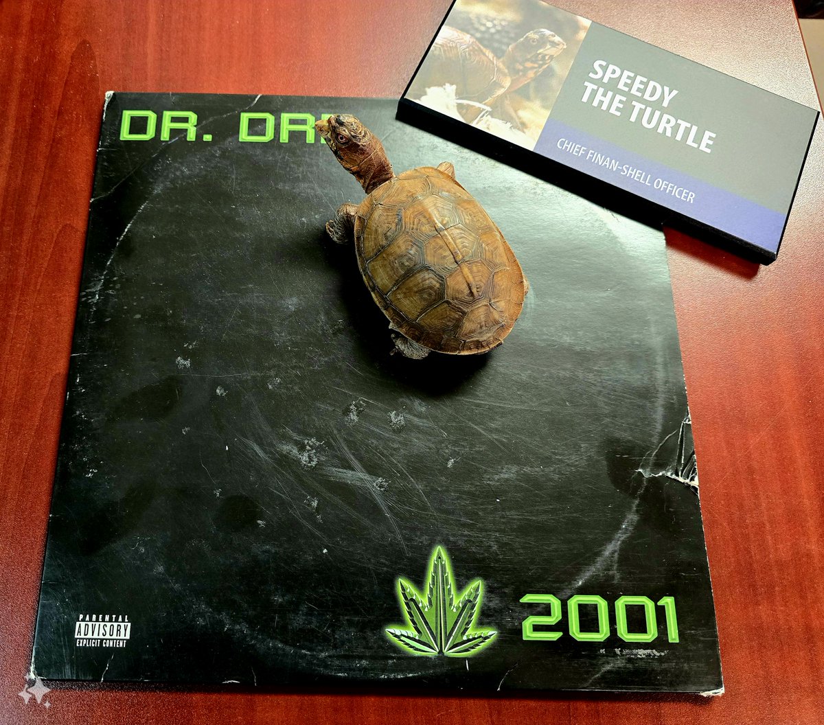 At Fluance, music isn't just a passion—it's a way of life. Happy to share our team's favorite vinyl records.
Meet Speedy The Turtle, our resident music critic! His pick? Dr. Dre's 2001 album! Turtles have great taste in music #StaffPicks #MyFluance #RSD2024 #RESPECTTHERECORD