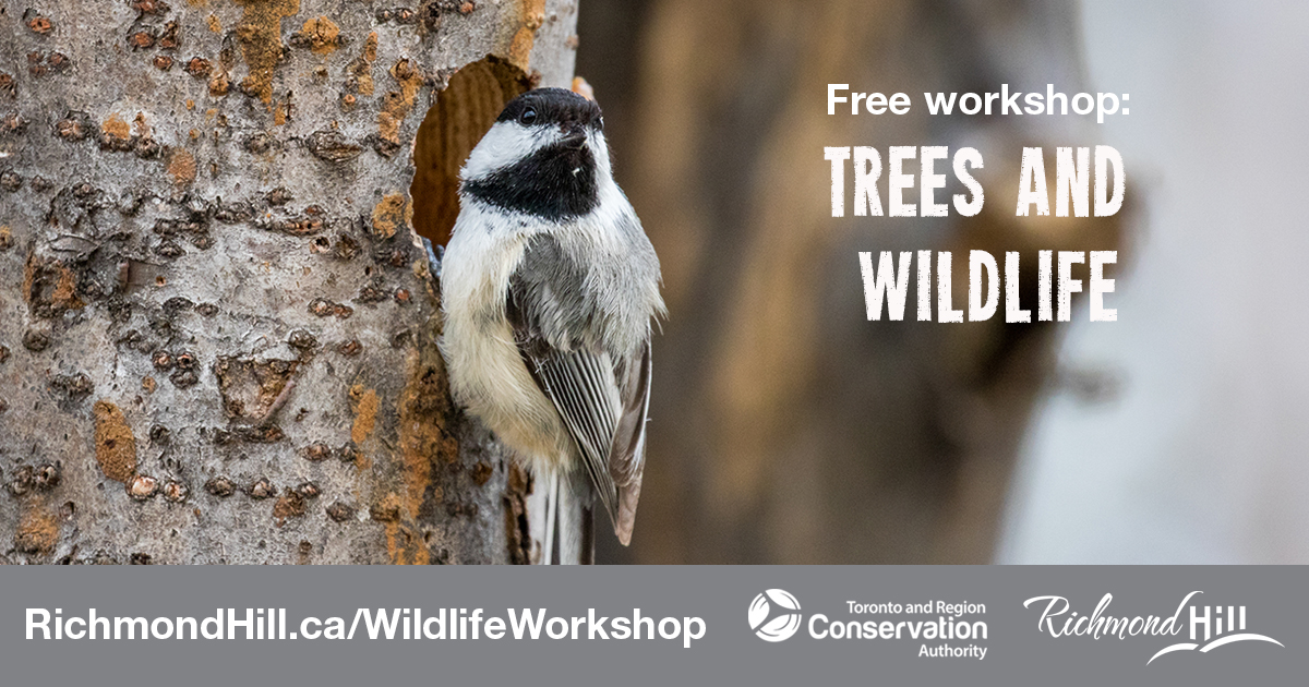 Trees have many benefits to wildlife & our community. Learn about their life cycle, interesting local species and how you can identify them at a free workshop at Elgin West CC on April 19, 6-7 p.m. Register at RichmondHill.ca/WildlifeWorksh….