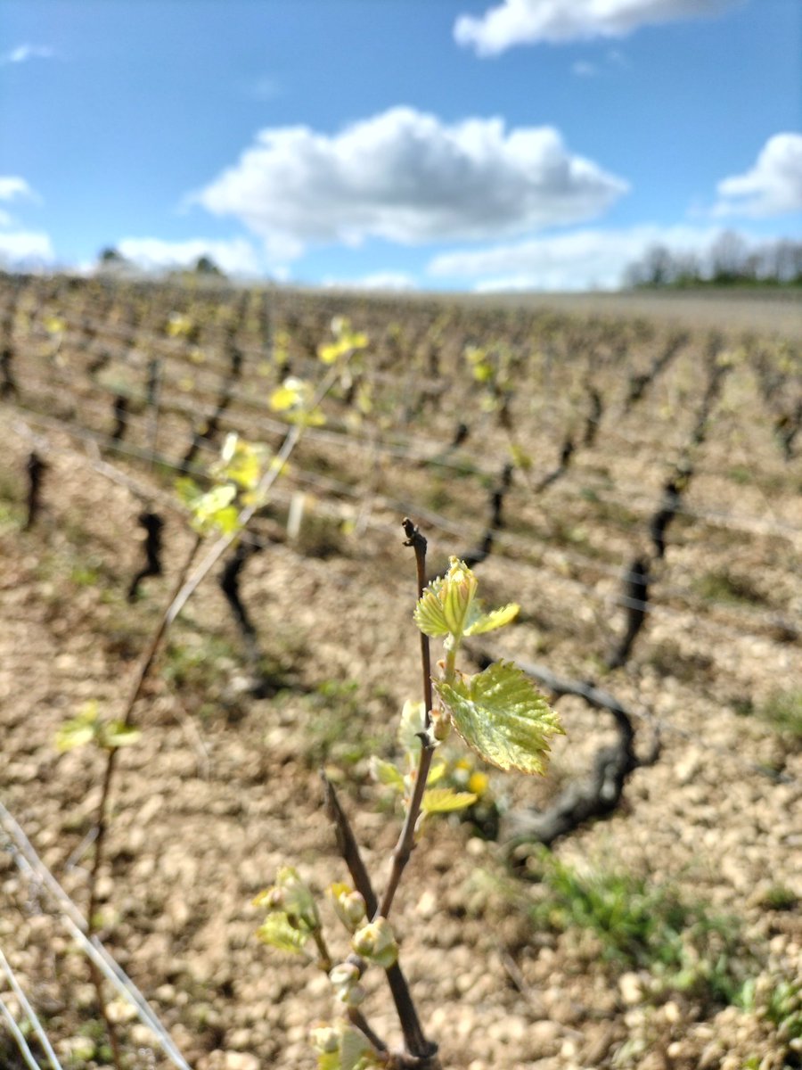 Hauteur de vue entre Saint-Bris le Vineux & Irancy.

#WineLovers #Yonne89 #BourgogneLovers #PrépaJuin 🚵