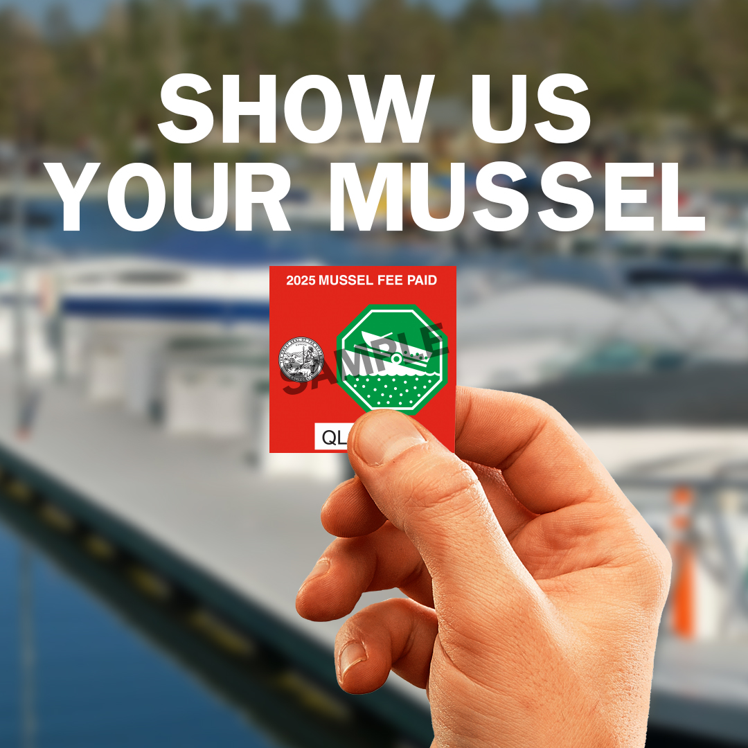 Owners of motorized recreational vessels used in freshwater in California are mandated by law to display a current Mussel Fee Sticker. The sticker is only $16 and is a separate transaction from your vessel registration renewal. Get your sticker now: dmv.ca.gov/MusselFee