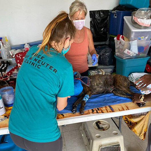 CLINIC THIS WKND: 100 Alteration Goal!

The HIT Living Foundation International, alongside Abaco Shelter, is emBARKing on a meaningful partnership for a spay/neuter clinic.

SUPPORT:
hitlivingfoundation.org/bahamas-spring…

#WeAreRoyals 👑
#animalrescue
#potcake
#spayneuter
#bahamas
