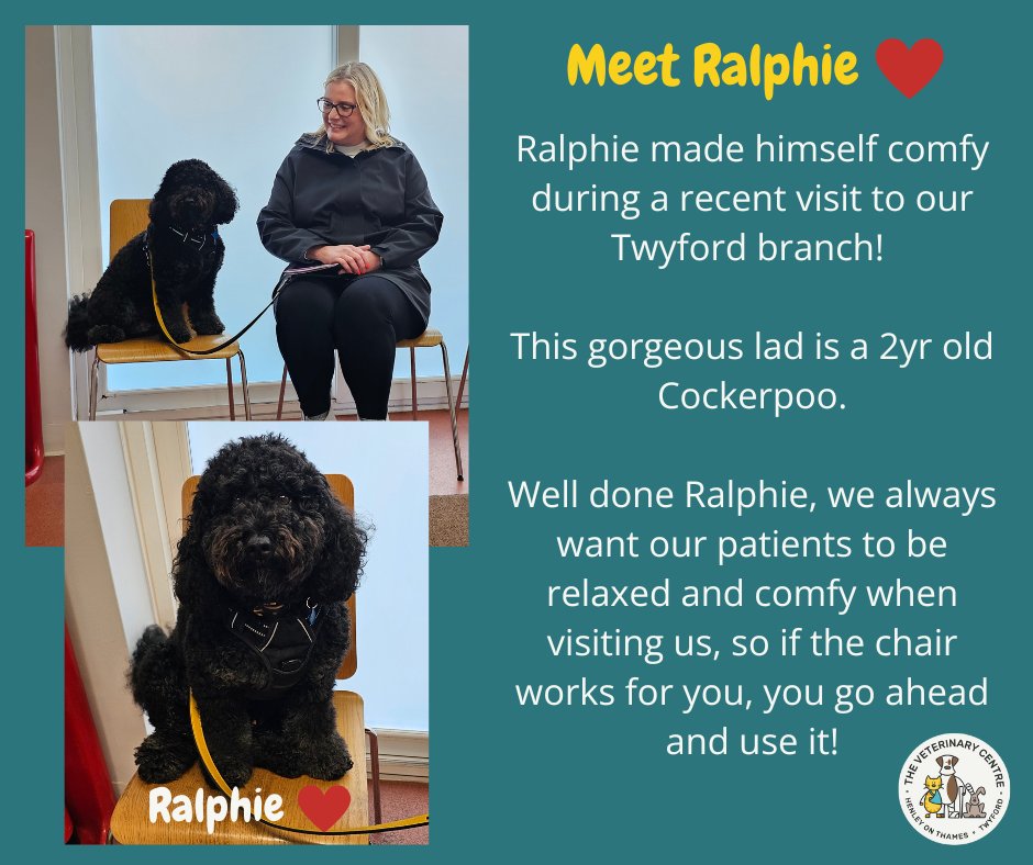 henleyvets's tweet photo. Meet Ralphie!
#localvet #twyfordberkshire #independentvet #henleyonthames #cockerpoo #cockapoo #makeyourselfcomfy #welcome https://t.co/V4XnGWlgVI