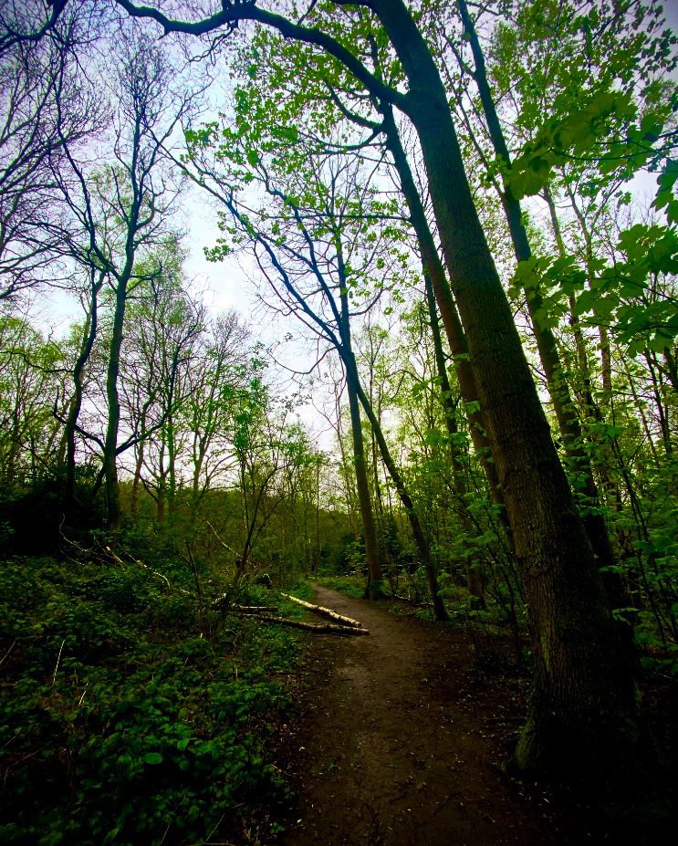 Woodland Green #Woodland #Walk #Nature #Mindfulness
