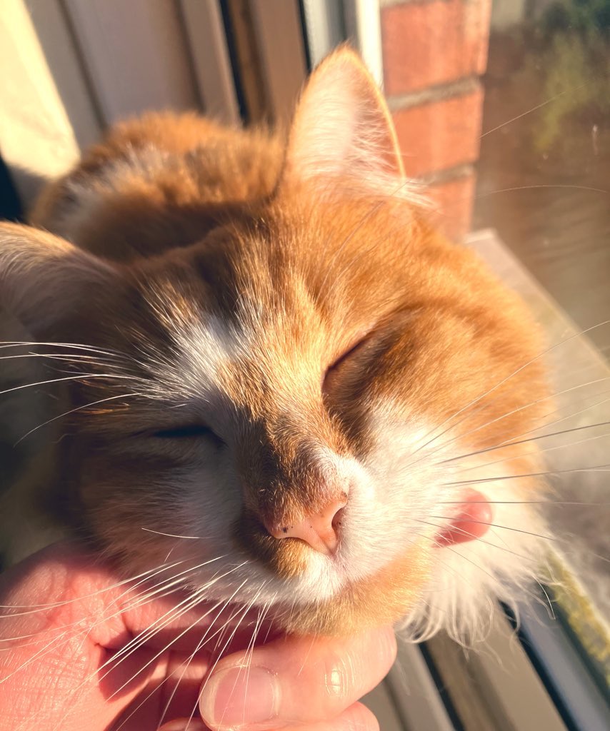 Ozzy & Angel Jelly 🌈 🐾 tweet media