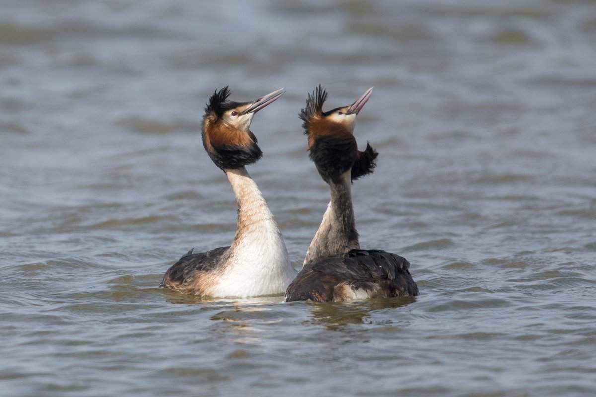 Exciting to witness a bit of a weed dance by the Great Crested Grebes today at @RSPBFrampton on the reedbed.