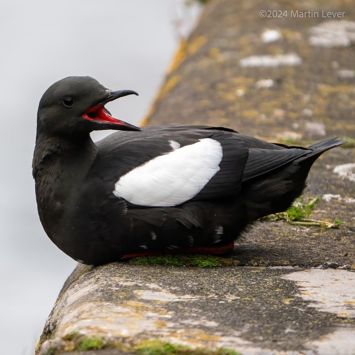 #BlackGuillemot at East India Harbour, Greenock