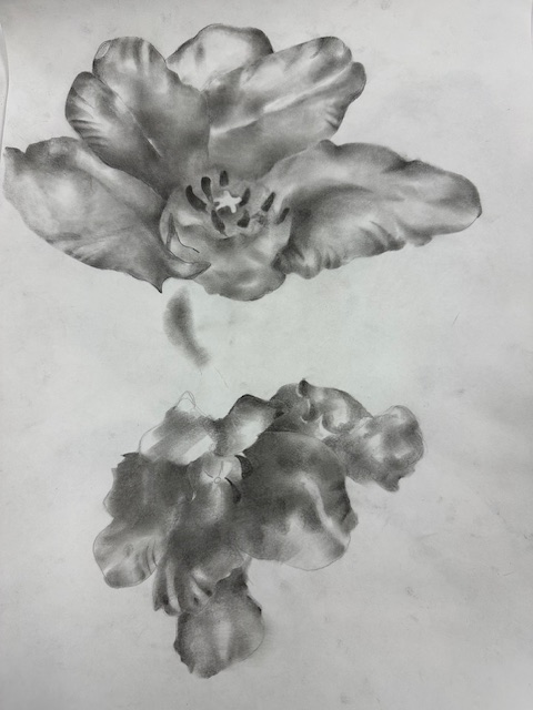 Drawing & Painting 1 flowers in graphite.