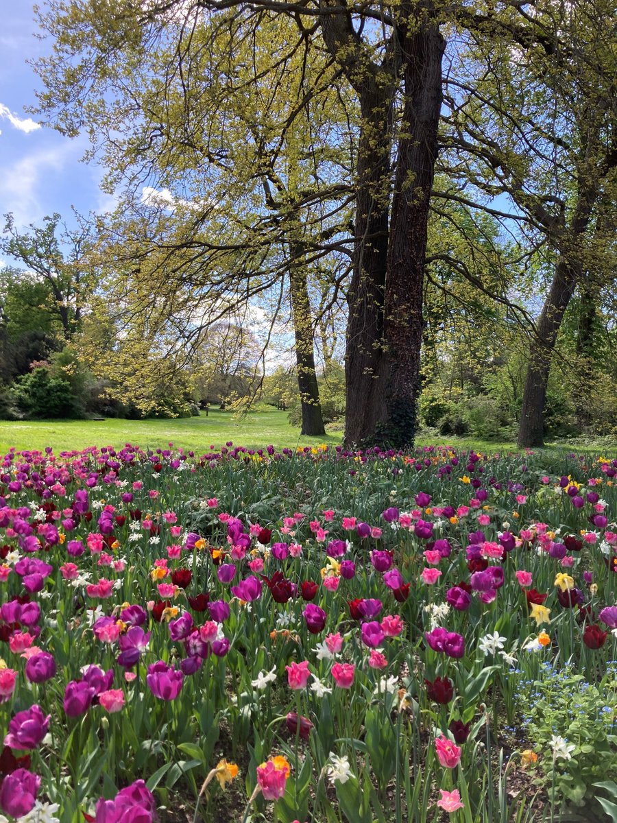 🌷#offredemploi #emploi #jardin #jardinier Jardinier d'art du Domaine National de Saint-Germain-en-Laye Rejoignez l'équipe du jardin et participez à la conservation, la restauration et l'entretien du jardin à la française et du jardin anglais choisirleservicepublic.gouv.fr/offre-emploi/j…