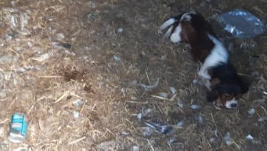 A man appeared at Portlaoise District Court in relation to animal cruelty offences, failing to comply with an animal health and welfare notice. 

Read this story here: ispca.ie/news/detail/se…