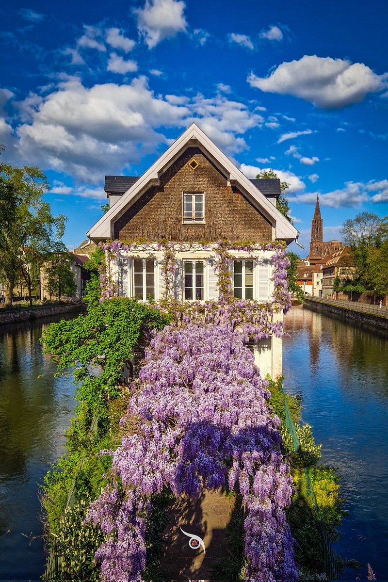 Elles sont là! Alerte aux glycines 😅, Strasbourg Je vous propose cette année 3 spots différents qui seront effectués cette fin de semaine. Voici la classique avant de prendre un peu de hauteur ❤️ #Strasbourg