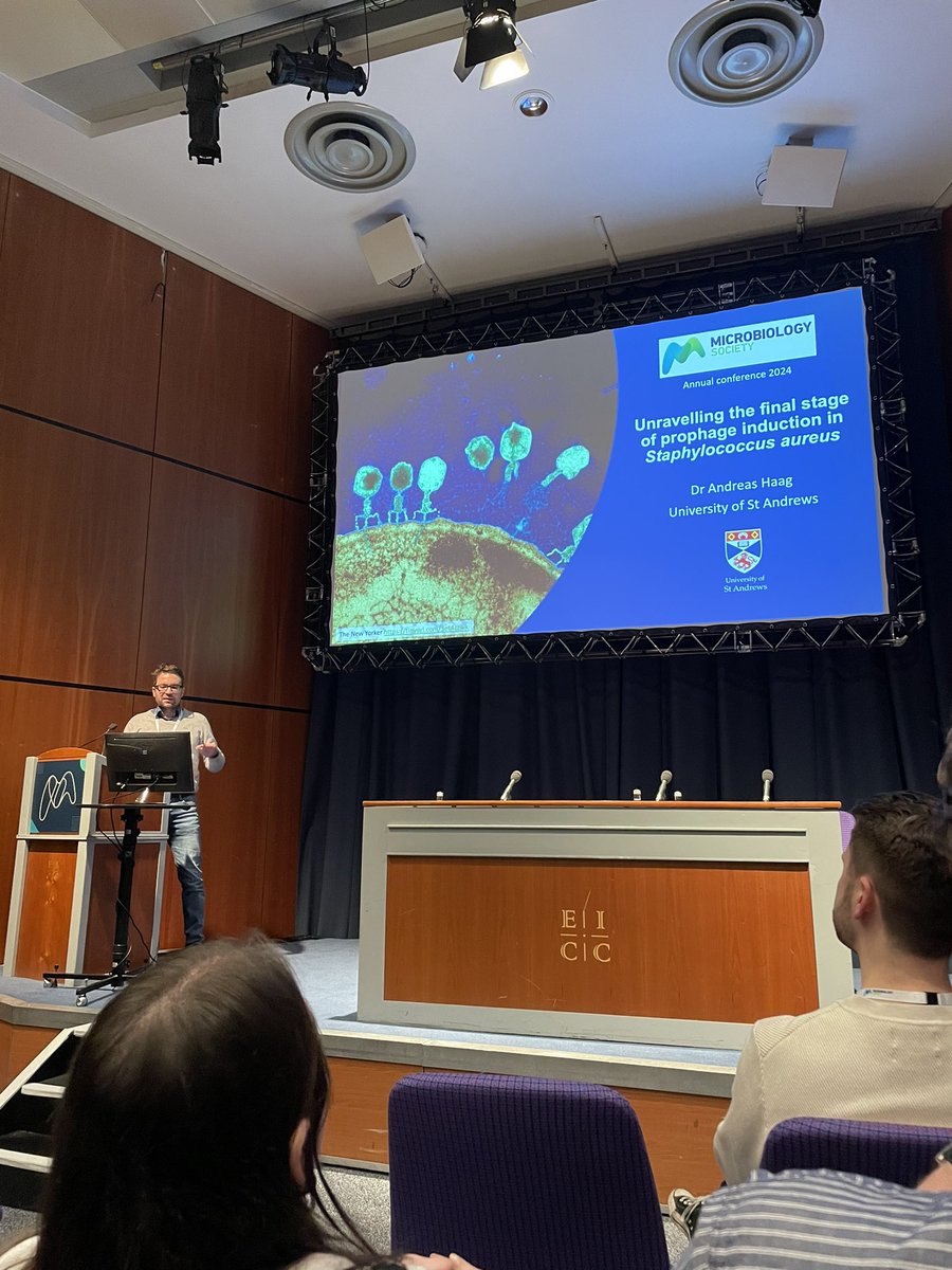 Ending the day with the mighty @DocAndreasHaag’s story about the role of ClpX in prophage induction. A beautiful story to finish day 3 at #Microbio24. 🦠 🧬