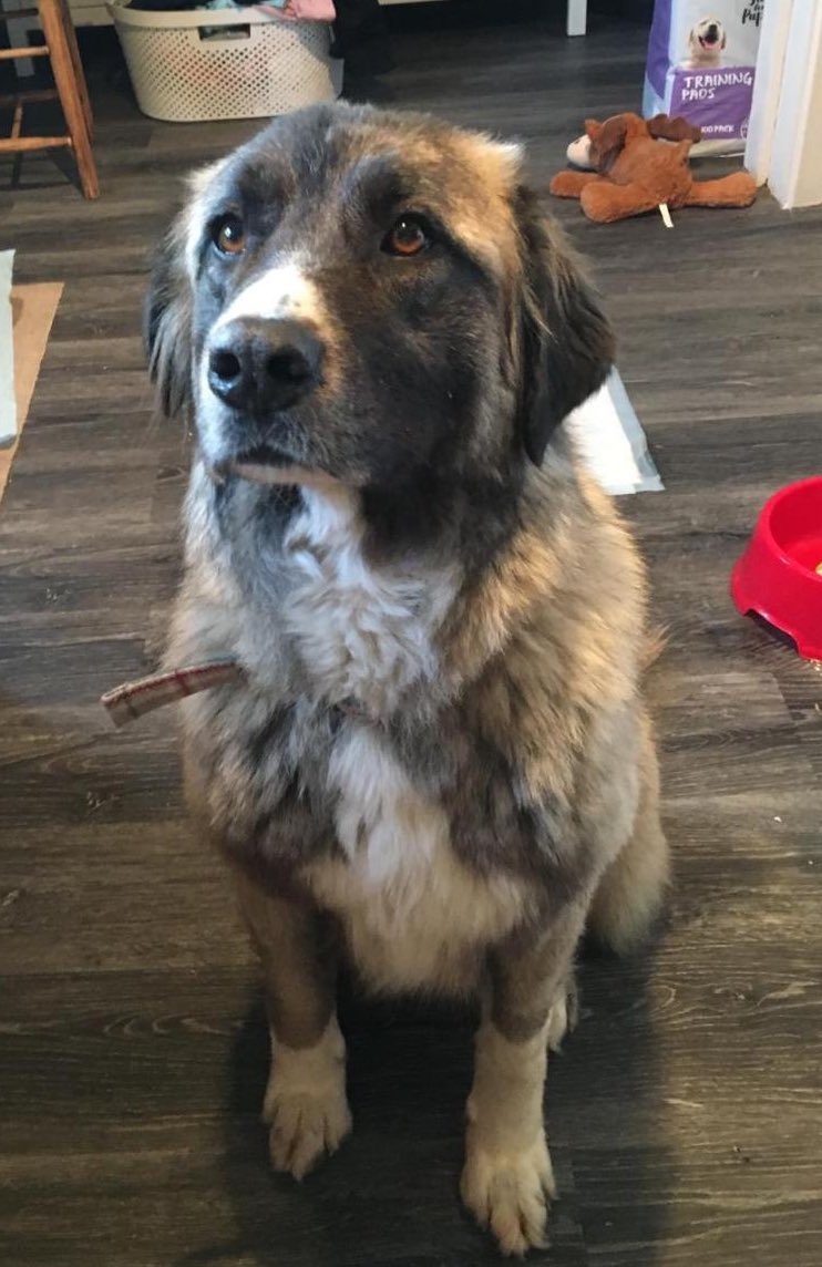 Help2Rehome Scotland tweet media