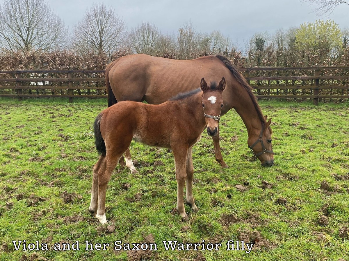 These two cuties are both celebrating turning a month old this week! 🥰 Pictured: Starspangledbanner ex Harmonica colt and Saxon Warrior ex Viola filly 🤍 #EliteRacingClub