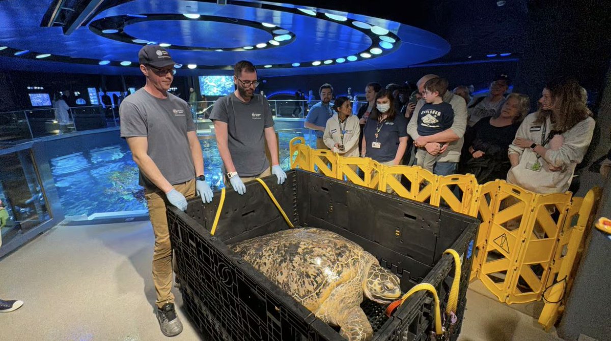 The big ocean tank at the New England Aquarium is our favorite, and it's managed by @BostonCollege alum Mike O'Neill. 90-year-old Myrtle the Turtle just had her medical checkup 🐢 Mike talks with the @BostonGlobe about how it went ➡️ bit.ly/49ytHz4