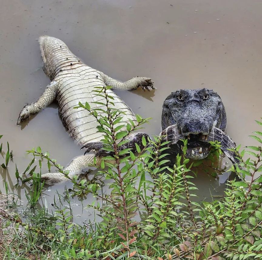 A yacare caiman about to consume its fallen brethren