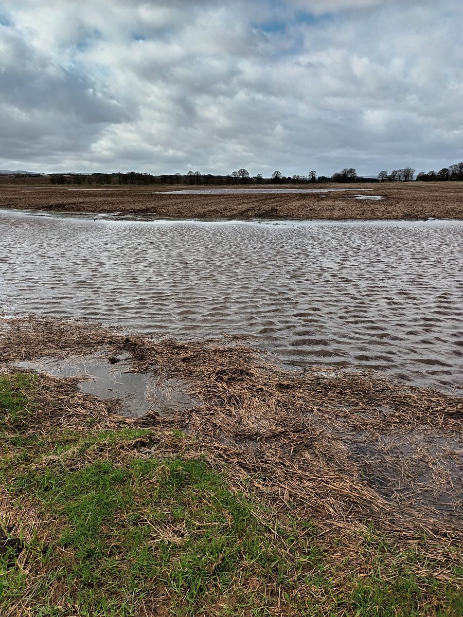 The farming family planning to sow this field in Perthshire with spring barley are hoping like mad it will dry up in time, and we are thinking of everyone in a similar situation around the country. 💙@FASScot have today launched a new Spring 2024 wet weather webpage with lots of