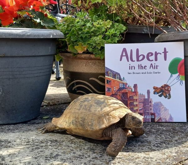 Albert escapes from the #garden and ends up #flying in #ALBERTthetortoise #picturebook ALBERT IN THE AIR. #AvailableNow with five more ALBERT #picturebooks, #BoardBook ALBERT and his Friends, #ActivityBook ALBERT PUZZLES AND COLOURING. Alberttortoise.com
#tortoise #storytime