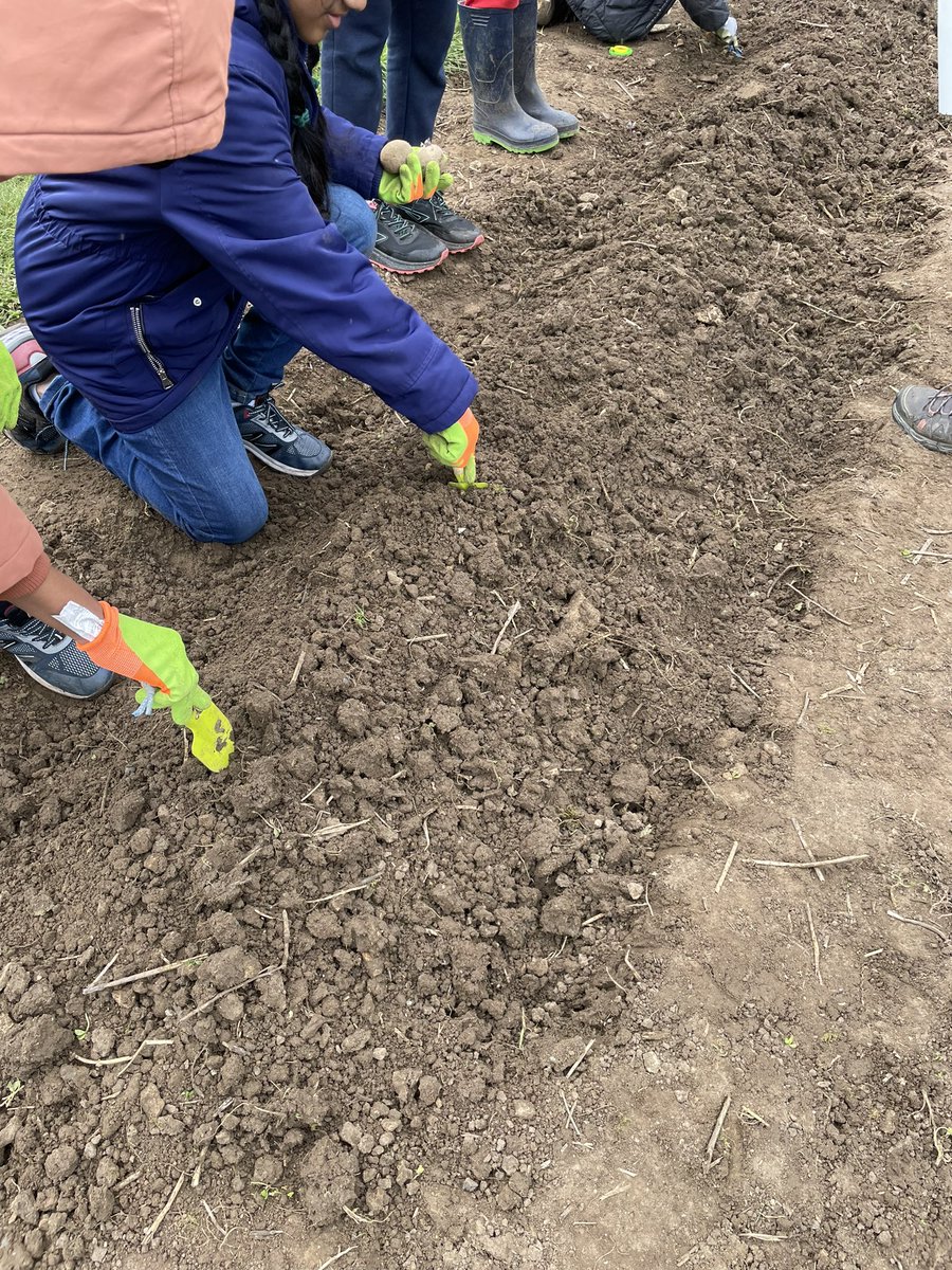 What a lovely day for our Green Explorers #HAF2024 day today. Egg hunts, bug hunts and lots of activities in the garden. The highlight was seeing the children planting potatoes with @Branston funded by @educationgovuk Thank you to everyone who supported the day 🥔