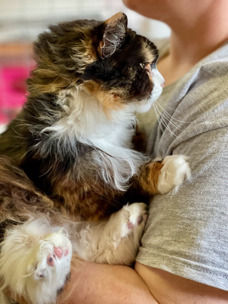 Callie's just a little doll baby & loves to be held. She's a older kitty who really wants to be in a home asap. She's a sweetie who will snuggle with you! #cats #pets #AdoptDontShop #Wednesdayvibe #Wednesday #va #dc #virginia #maryland #washingtondc #CatsOfTwitter #catlovers #luv