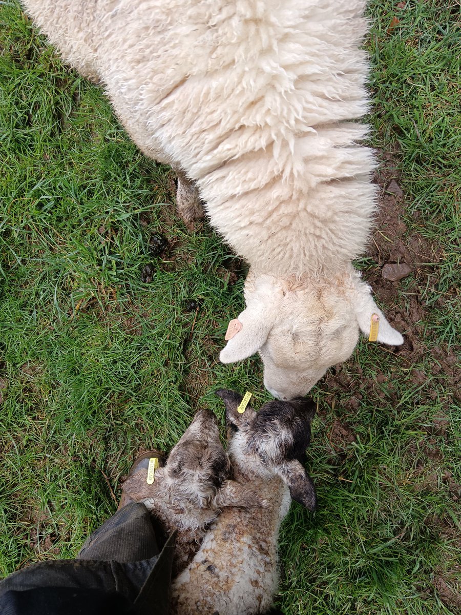 A bit more of this, seems work but certainly value the breeding decision we make from it #measuretomanage #signetsheep