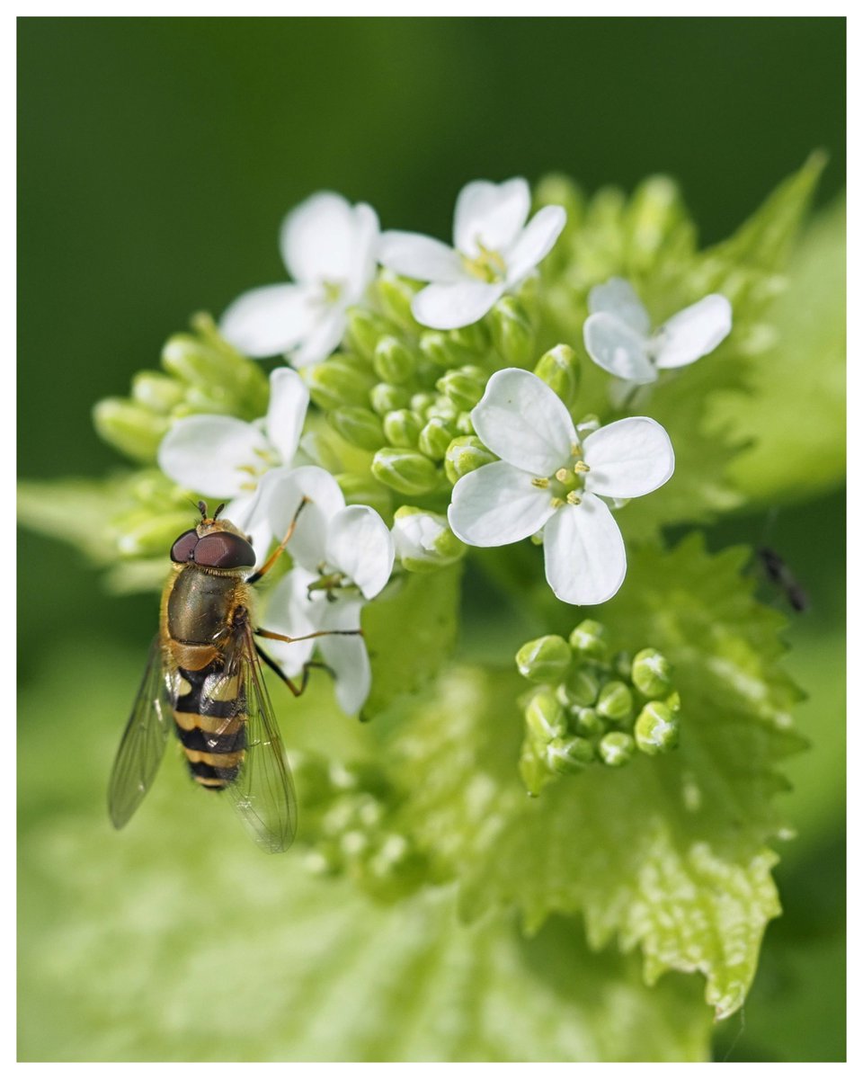 Very happy to have the hoverflies back! Male Syrphus hoverfly on Garlic mustard. #WildWebsWednesday
