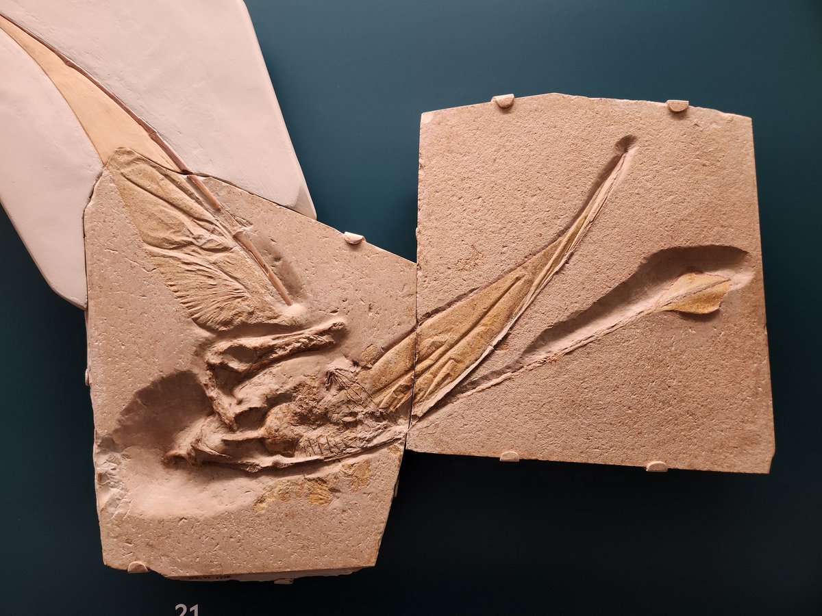 'Marsh's Rhamphorhynchus'
Among the most significant early pterosaur fossils, it helped establish the fact that pterosaurs had membranous wings.